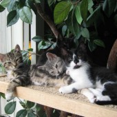 4 kittens